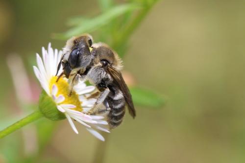 Hoplitis cristatula